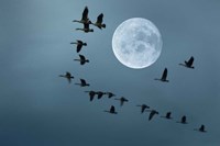 Fly away Fine Art Print