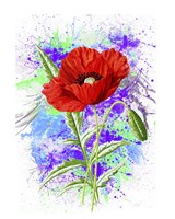 Poppy Flowers Fine Art Print