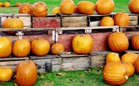 Pumpkins Fine Art Print