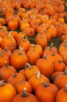 Pumpkins 2 Fine Art Print