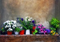 Wall Flowers Fine Art Print