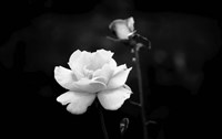 White Rose Fine Art Print
