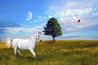 Wild White Horse Fine Art Print