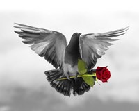 Love Bird Fine Art Print