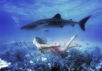 Swim with Tiger Shark Framed Print