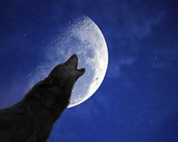 Wolf Night Fine Art Print