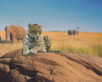 Leopard Fine Art Print