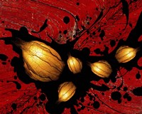 Seeds Fine Art Print