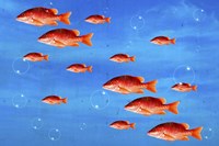 Red Fish Fine Art Print