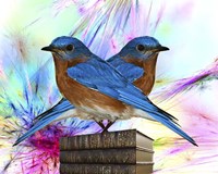 Twin Blue Bird Framed Print