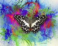 Color and Butterfly 2 Fine Art Print
