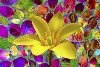 Color Explosion 16 Fine Art Print