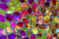 Color Explosion 17 Fine Art Print