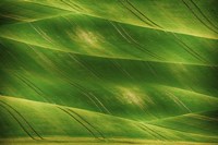 Greenland Fine Art Print