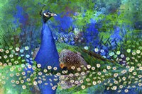 Peacock 2 Fine Art Print