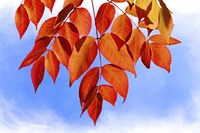 Red Leaves Fine Art Print