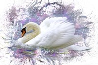 Swan 2A Fine Art Print