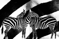 Zebra Fine Art Print