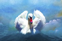 Beautiful Swan Fine Art Print