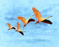 Blue Bird 2A2 Fine Art Print