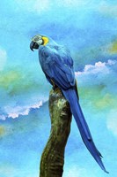 Blue Parrot Fine Art Print