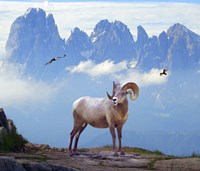 Mountain Sheep Fine Art Print