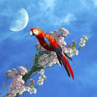 Red Parrot Fine Art Print