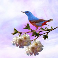 Spring Bird 3B Fine Art Print