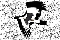 The Black Birds 2 Fine Art Print