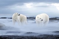 The Polar Bear Fine Art Print