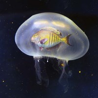 No Way Fine Art Print