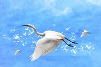 White Birds And Blue Sky Fine Art Print