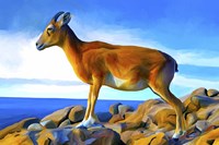 Wild Life 2 Framed Print