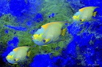 Fish Art 1 Fine Art Print