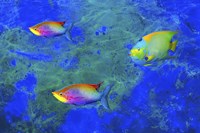 Fish Art 2 Fine Art Print