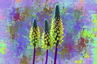 Flower Design H52 Fine Art Print