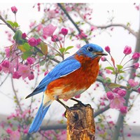 Spring Bird 6NV Fine Art Print
