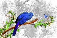 Bird Collection 6 Fine Art Print