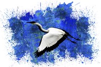 Bird Collection 10 Framed Print