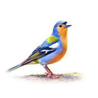 Bird Collection 11 Fine Art Print