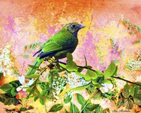 Bird Collection 17 Framed Print