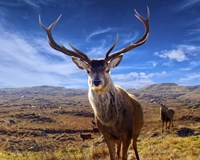 Wild Life M6 Fine Art Print