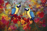 Bird Collection 19 Fine Art Print