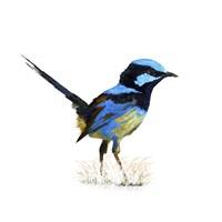 Bird Collection 21 Fine Art Print