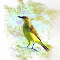 Bird Collection 22 Fine Art Print
