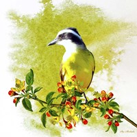 Bird Collection 23 Fine Art Print