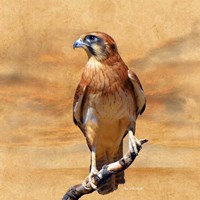Bird Collection 27 Fine Art Print