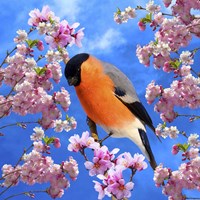 Bird Collection 28 Fine Art Print