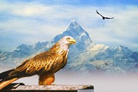 Bird Collection 34 Fine Art Print