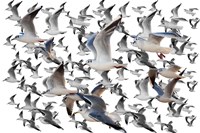 Bird Collection 35 Fine Art Print